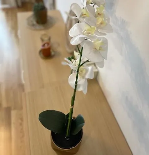 Luxury And Златибор